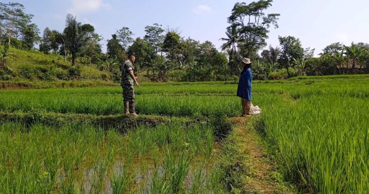 Babinsa Koramil Jampang Tengah Laksanakan Pendampingan Ketahanan pangan di Wilayah Binaan